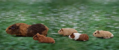 Guinea Pigs In Motion Photo Wp00092