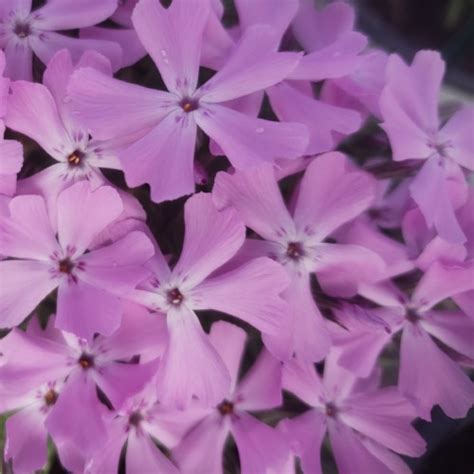 Phlox ‘pink Sparkles Spring Bling Creeping Phlox Lincoln