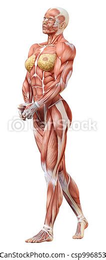 3d Rendering Female Anatomy Figure On White 3d Rendering Of A Female