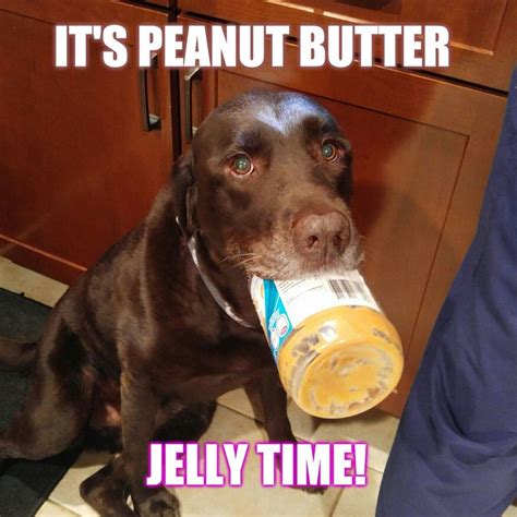 Its Peanut Butter Jelly Time Chuckiethechocolatelab Teamchuckie