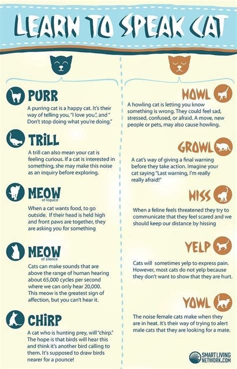 Learn To Speak Cat Cat Facts Cat Language Purring Cat