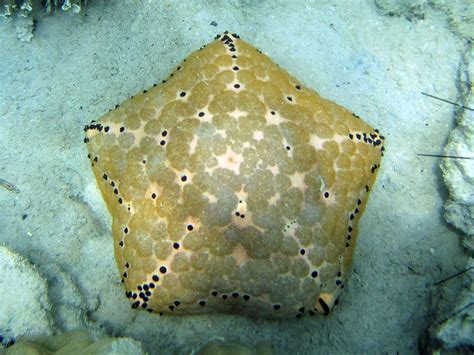 Cushion Star Culcita Schmideliana Cushion Star Mtwara By David