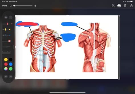 Practical 3 Limb Muscles Lab Flashcards Quizlet