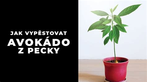 Jak Vypěstovat Avokádo Z Pecky Youtube