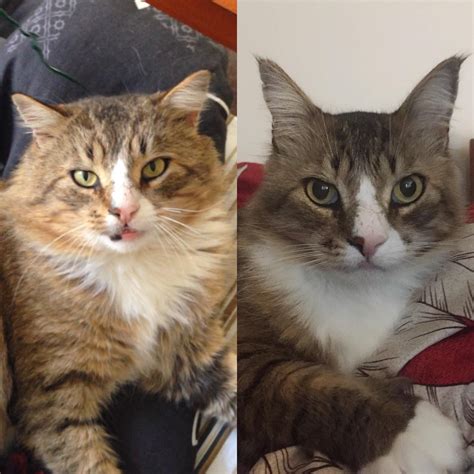 Before And After Neutering Cat