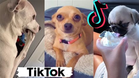 Funny Dogs Of Tik Tok ~ Try Not To Laugh ~ Tiktoks That Make You Go