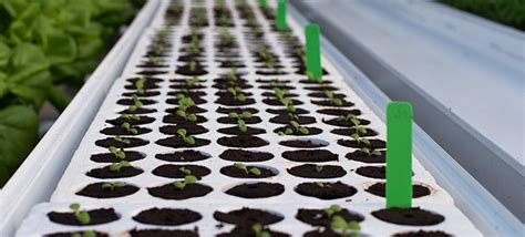How To Grow Healthy Hydroponic Seedlings Johnnys Selected Seeds