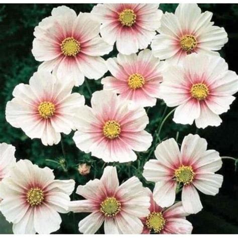 Cosmos Daydream Seeds Tall Plants Seeds White Flowers
