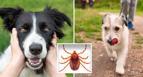 Deadly Dog Disease Mysteriously Appears In Australia