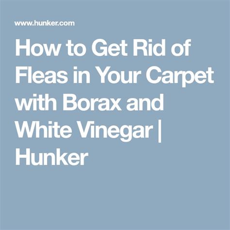 How To Get Rid Of Fleas In Your Carpet With Borax And White Vinegar