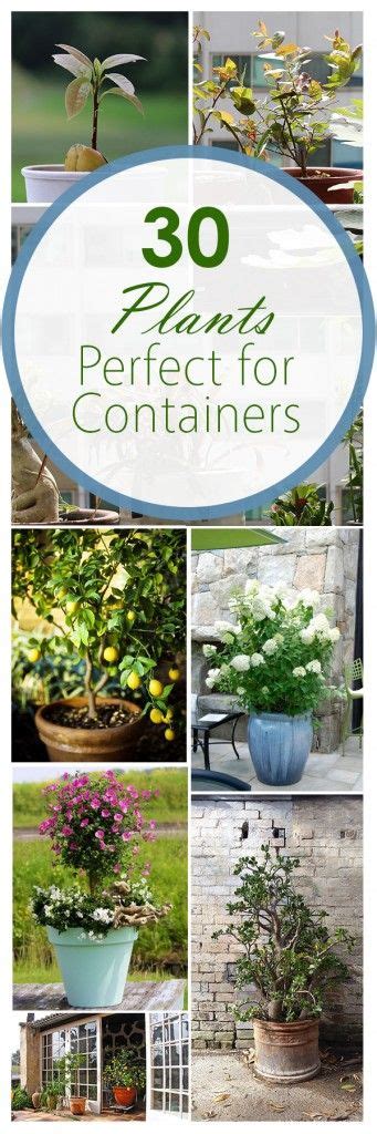 Container Gardening Gardening Hacks Popular Pin Growing Veggies In