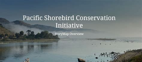 A Collection Of Stories Shorebird Conservation Across The Pacific
