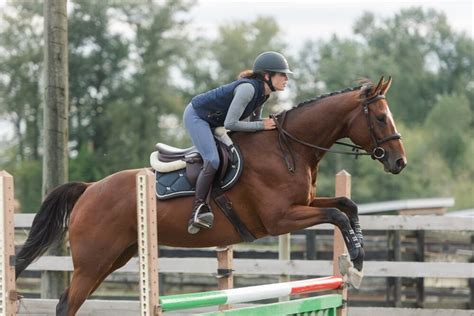 Horse Jumping Glossary For Beginners With Videos