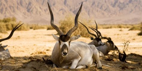 Desert Animals 15 Iconic Animals To Spot On Safari ️