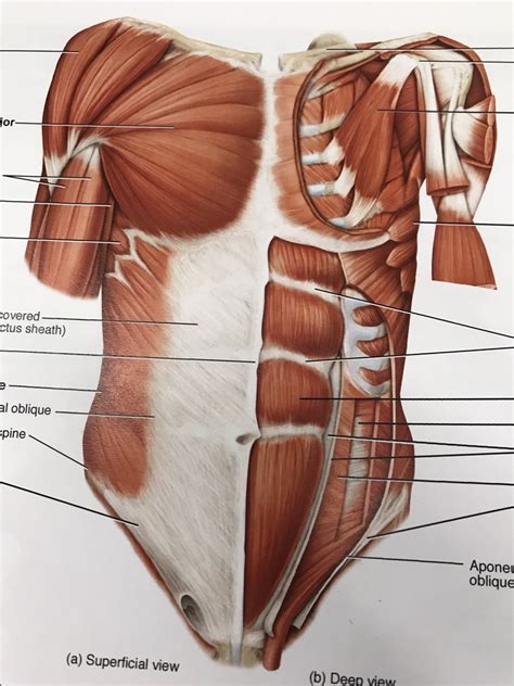 Muscles Of Anterior Trunk Diagram Quizlet