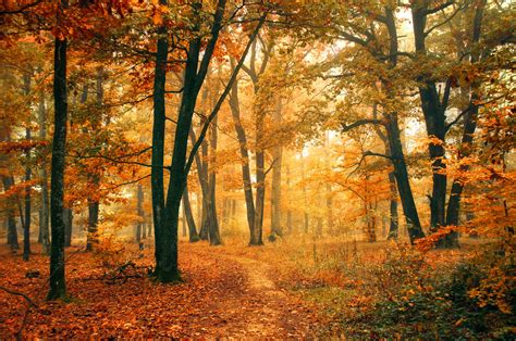 Trail Through A Golden Autumn Forest By Zsoltzsigmond Zwz Picture