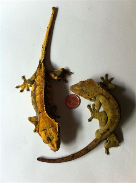Full Grown Crested Geckos By Molfranac On Deviantart