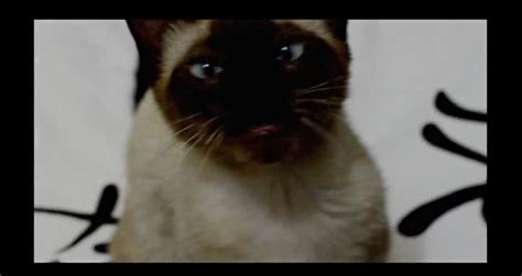 Game Of Thrones Opening Sung By A Cat Videos Metatube