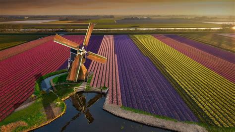 Aerial View Of Tulips Blooming Fields With Windmill At Sunrise North Holland Netherlands