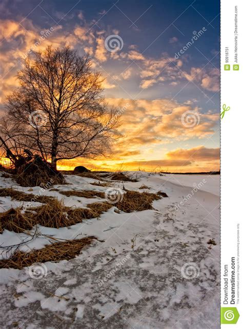 Birch Tree In The Sunset Stock Image Image Of Snow Countryside 90918751