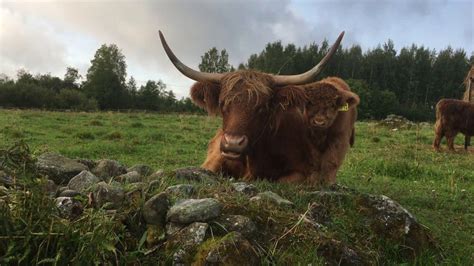 Scottish Highland Cattle In Finland Cow And Tiny Calf Highland