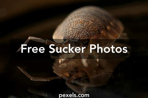 Amazing Sucker Photos · Pexels · Free Stock Photos