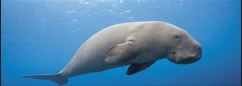 Dugong Sea Cow Howtosavethecoralreef