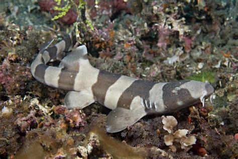 Profile Of The Brownbanded Bamboo Shark