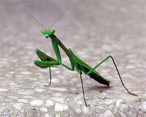 991 Praying Mantis Is A Bug I Really Like 1k Smiles