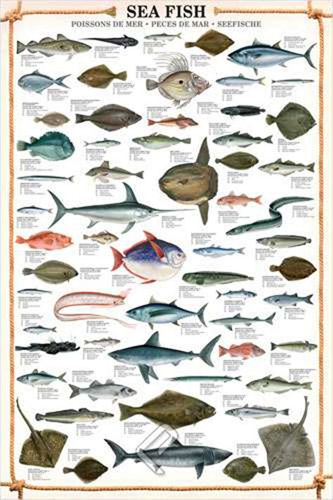 Sea Fish Full Color Wall Poster 38 X 27 Leave Only Bubbles