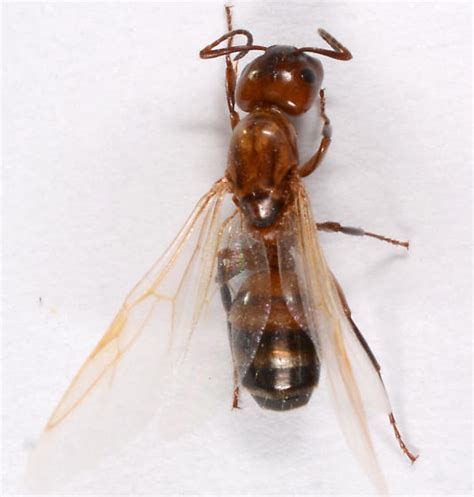 Flying Ant Camponotus Snellingi Bugguidenet