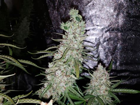 Pictures of buds and plants. What Are Marijuana Foxtails? Good or Bad for Buds? | Grow ...