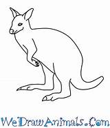 Drawing Easy Wallaby Kangaroo Getdrawings Draw sketch template