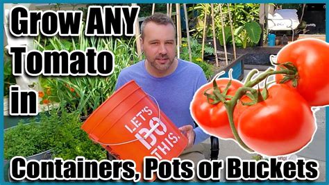 How To Grow Tomatoes In Containers Pots Or Buckets Container
