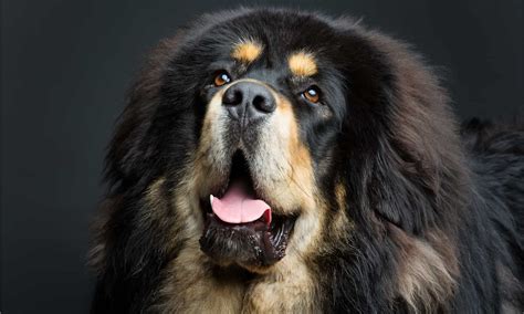 Discover 5 Dogs Bred To Hunt Bears A Z Animals
