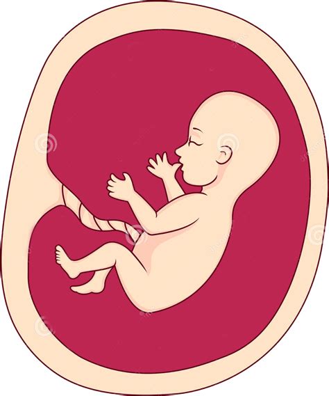 Download Fetus Uterus Pregnancy Clip Art Un Dibujo Sobre El Aborto