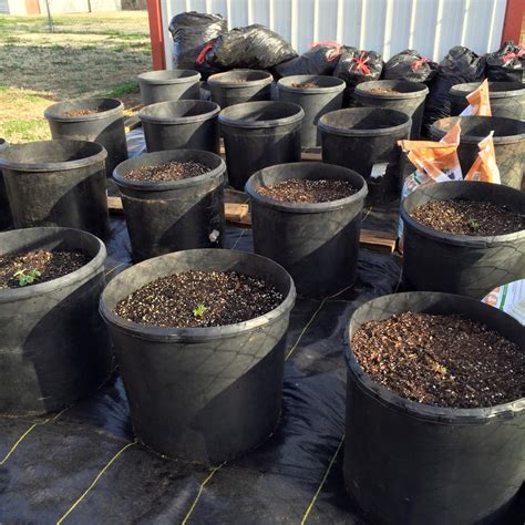 Maybe you would like to learn more about one of these? Windy Acres Diary: Cattle Tub Container Garden