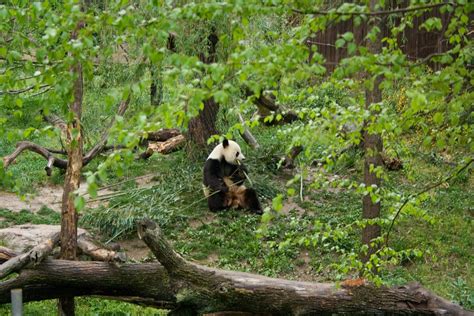 National Zoo Tian Tian 08 Eric Mesa Flickr