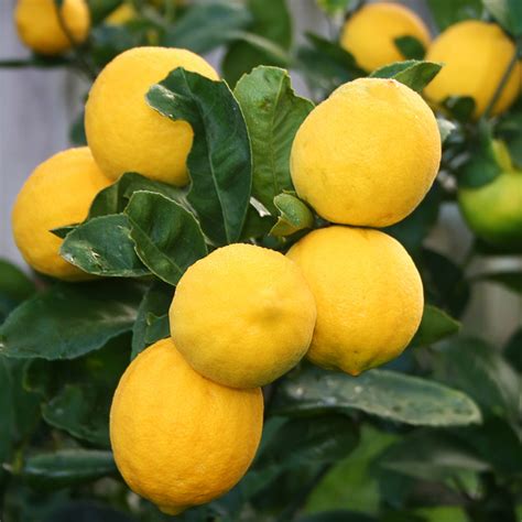 Dwarf Meyer Lemon Tree Improved Meyer Lemon Tree