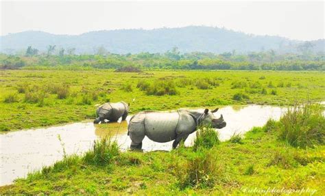 Best Places To Visit In Kaziranga National Park Assam Kaziranga Tourism