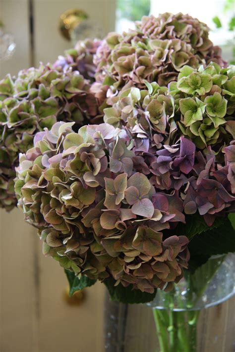 hydrangea rodeo classic purple フラワーアレンジメント アジサイ 花