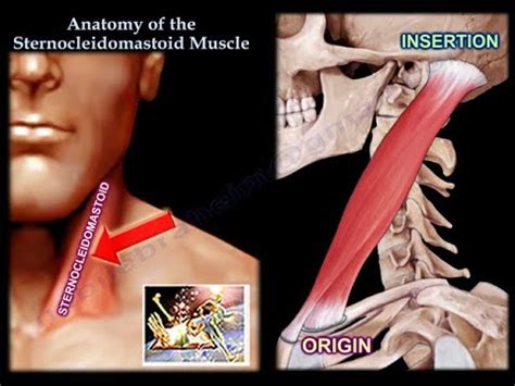 Anatomy Of The Sternocleidomastoid Muscle Everything You Need To Know