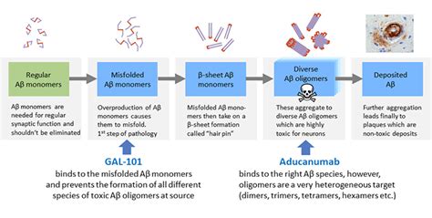 Aducanumab is a human monoclonal antibody that has been studied for the treatment of alzheimer's disease (ad). THERAPEUTIC FOCUS - The Future of Treating Alzheimer's ...