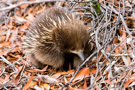 Echidna Facts - Animal Facts Encyclopedia