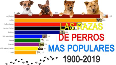 Las 10 Razas De Perros Mas Populares 1900 2019 Youtube