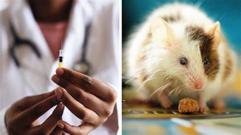 The Coronavirus Vaccine Wont Be Tested On Animals