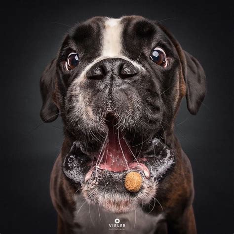 Hilarious Photos Of Dogs Concentrating On Catching Treats
