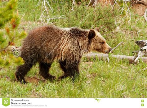 Young Grizzly Bear In Yellowstone National Park Wyoming Stock Image