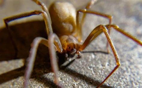 Blog What To Do If You Spot Brown Recluse Spiders Around Your Houston