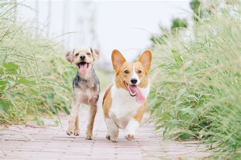 Download Two Running Pet Dogs Wallpaper